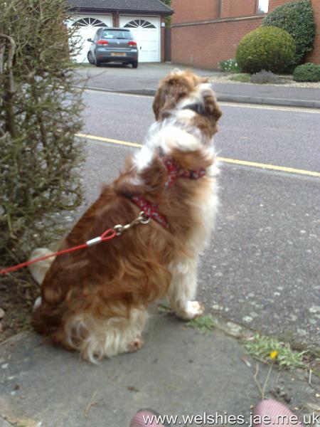 2011-03-26 02.jpg - Playing "chicken" with the learner drivers